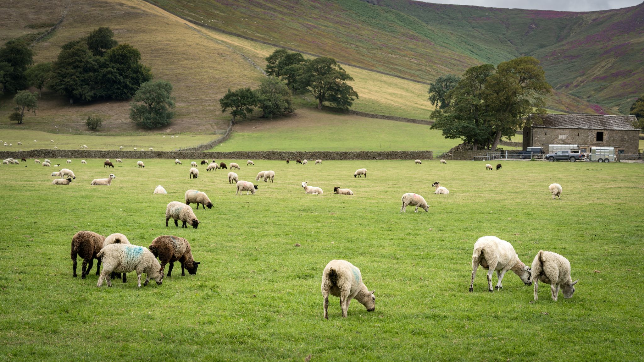 Typische Landschaft im Peak District - hier von Edale